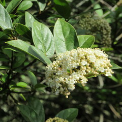 Viburnum triphyllum