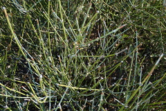 Ephedra trifurca