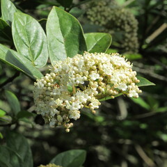 Viburnum triphyllum