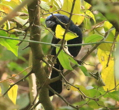 Cyanoloxia brissonii