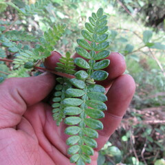 Weinmannia tomentosa