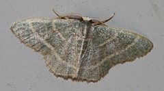 Chlorochlamys chloroleucaria