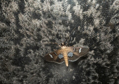 Phostria