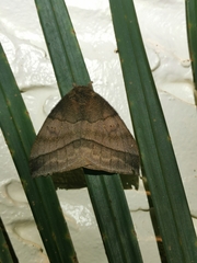 Hylesia continua