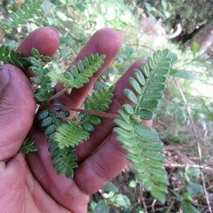 Weinmannia tomentosa