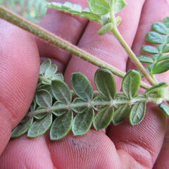 Weinmannia tomentosa