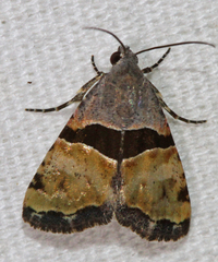 Cobubatha lixiva