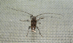 Aegomorphus longitarsis