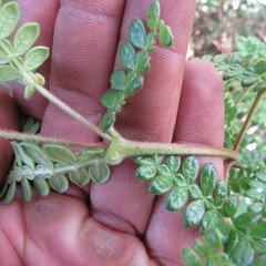 Weinmannia tomentosa