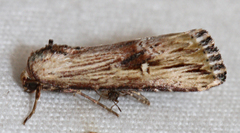 Crambodes talidiformis