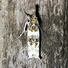 Prionapteryx nebulifera