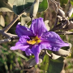 Solanum lycocarpum