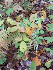 Thalictrum pubescens