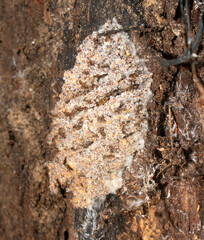 Myrmecopterula nudihortorum