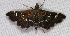 Diathrausta reconditalis