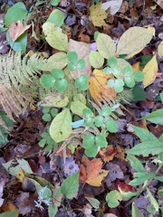 Thalictrum pubescens