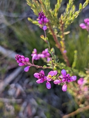 Comesperma hispidulum