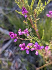 Comesperma hispidulum