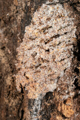 Myrmecopterula nudihortorum