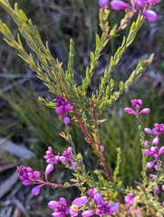 Comesperma hispidulum