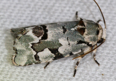Emarginea percara