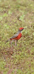 Epthianura tricolor