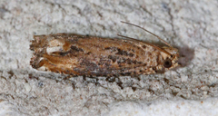 Epiblema chromata