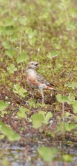 Epthianura tricolor