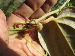 Smilax tomentosa