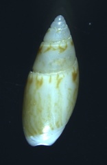 Olivella inusta