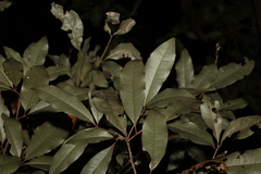 Heritiera trifoliolata