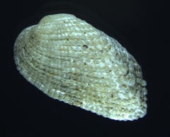 Barbatia domingensis