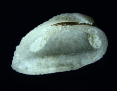 Barbatia domingensis