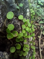 Peperomia rotundifolia
