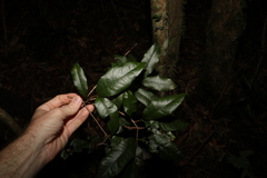 Heritiera trifoliolata