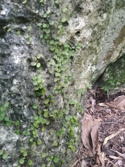 Peperomia rotundifolia