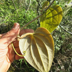 Smilax tomentosa