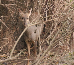 Mazama gouazoubira