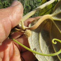 Smilax tomentosa