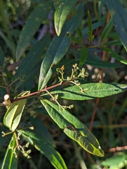 Zieria smithii