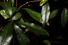 Helicia glabriflora