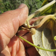 Smilax tomentosa