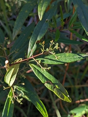 Zieria smithii