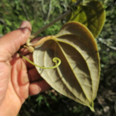Smilax tomentosa