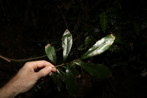 Image of Helicia glabriflora by (c) Greg Tasney, some rights reserved (CC BY-SA)