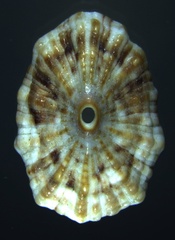 Fissurella barbadensis