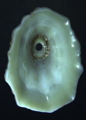 Fissurella barbadensis