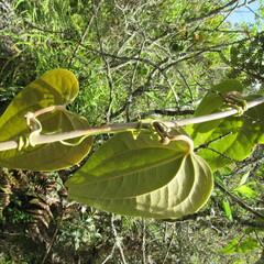 Smilax tomentosa