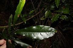 Helicia glabriflora