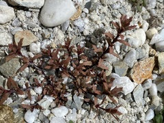 Epilobium melanocaulon